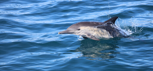 dolphin jumping in water, common dolphin 