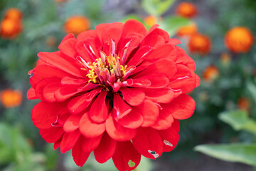 Dahlia red flower in the garden