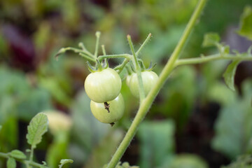 harvest of green tomatoes on a branch in the garden