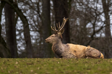 Naklejka premium Tier