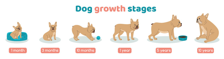 Dog Growth Stages Set
