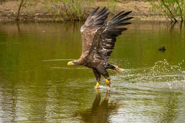 A hunting European eagle makes the landing above water, trees in the background. Grabs the prey in the lake with its claws. Detail, fish, impressive