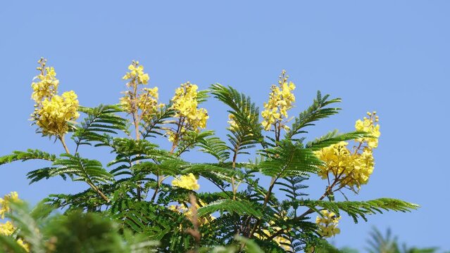 Close up shot of yellow poinciana, peltophorum dubium, golden yellow flowers blooming on tree top, swaying in the wind against clear blue sky under bright daylight.