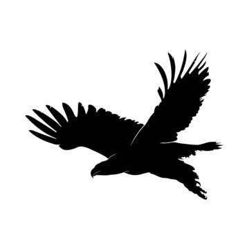Flying eagle vector silhouette on white background