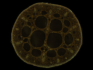 cross section cut slice of plant stem under the microscope – microscopic view of plant cells for botanic education – high quality