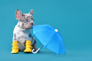 French Bulldog dog puppy with umbrella and rain boots on blue background with copy space