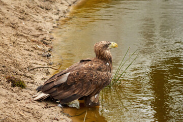 A sea eagle is drinking in the water. Water droplets leak from the beak. Detailed, yellow beak brown feathers, animal themes