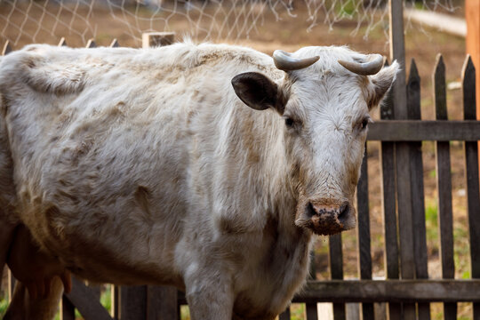 Close-up. A cow grazes in a summer cottage in the village.
