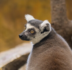 Portrait of a lemur in the zoo.