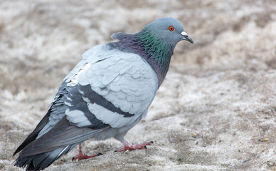 Portrait of a pigeon in nature