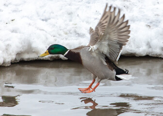 The duck sits on the water
