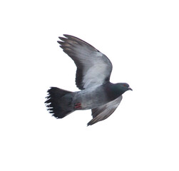 Pigeon in flight isolated on white