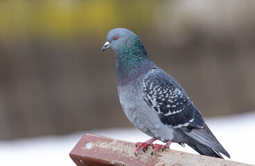 Portrait of a pigeon in nature