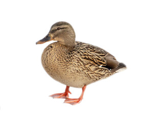 Duck portrait isolated on white