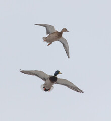 Two ducks in flight in the sky.