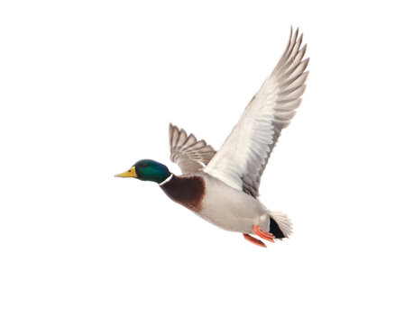 recommend clip art: Duck in flight isolated on white