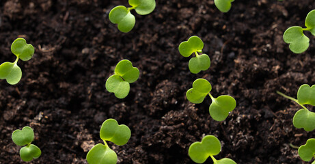 Small green sprouts of seedlings in the ground