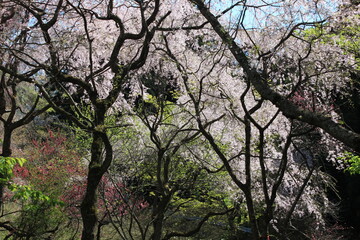 桃源郷。神奈川県松田町の人里離れた山の上にある最明寺史跡公園は、春になると桜や桃、レンギョウなどが咲き誇り、まさに桃源郷のようなっ景色となる。