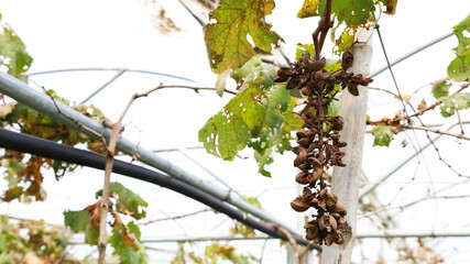 Grapes crack and dry on the vine. A bunch of grapes damaged by a summer storm causes the grapes to crack and die in the fields on a white sky background. Selective focus