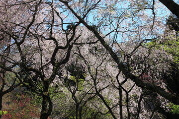 桃源郷。神奈川県松田町の人里離れた山の上にある最明寺史跡公園は、春になると桜や桃、レンギョウなどが咲き誇り、まさに桃源郷のようなっ景色となる。