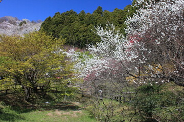 Fototapeta premium 桃源郷。神奈川県松田町の人里離れた山の上にある最明寺史跡公園は、春になると桜や桃、レンギョウなどが咲き誇り、まさに桃源郷のようなっ景色となる。