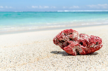 red sea shell on the beach