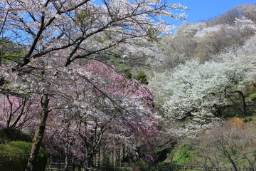 桃源郷。神奈川県松田町の人里離れた山の上にある最明寺史跡公園は、春になると桜や桃、レンギョウなどが咲き誇り、まさに桃源郷のようなっ景色となる。