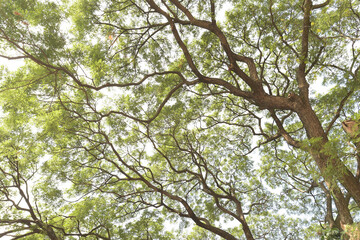Landscape the big tree with nature background