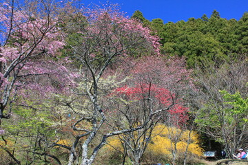 桃源郷。神奈川県松田町の人里離れた山の上にある最明寺史跡公園は、春になると桜や桃、レンギョウなどが咲き誇り、まさに桃源郷のようなっ景色となる。