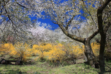 桃源郷。神奈川県松田町の人里離れた山の上にある最明寺史跡公園は、春になると桜や桃、レンギョウなどが咲き誇り、まさに桃源郷のようなっ景色となる。