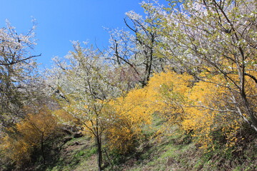 桃源郷。神奈川県松田町の人里離れた山の上にある最明寺史跡公園は、春になると桜や桃、レンギョウなどが咲き誇り、まさに桃源郷のようなっ景色となる。