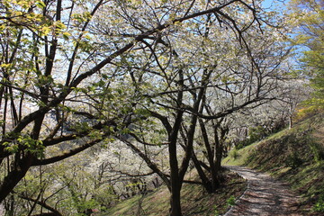桃源郷。神奈川県松田町の人里離れた山の上にある最明寺史跡公園は、春になると桜や桃、レンギョウなどが咲き誇り、まさに桃源郷のようなっ景色となる。