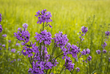 Beautiful wild blue phlox  after rain in spring; grass in background