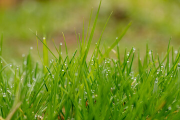 Close-up. Beautiful fresh green grass.
