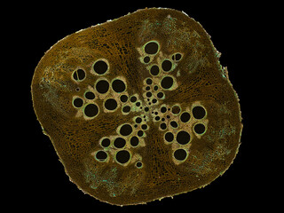 cross section cut slice of plant stem under the microscope – microscopic view of plant cells for...