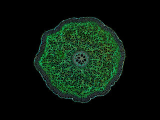 cross section cut slice of plant stem under the microscope – microscopic view of plant cells for...