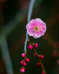 Fototapeta na wymiar pink flower closeup