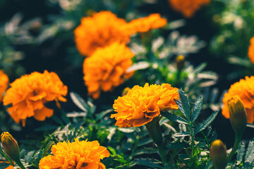 Soft focused orange marigolds flowers Tagetes erecta, African, Mexican, Aztec marigold with green leaves in garden flowerbed. Summer and fall shades of yellow, orange blooming floral background