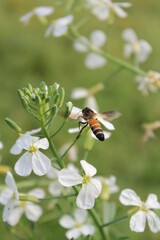 Honeybee collecting honey from white blooming flowers