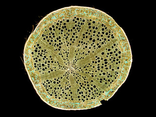 cross section cut slice of plant stem under the microscope – microscopic view of plant cells for botanic education – high quality