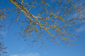 lichen covered leafless tree branches against the blue sky