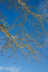 lichen covered leafless tree branches against the blue sky