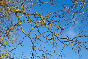 lichen covered leafless tree branches against the blue sky