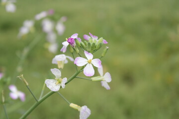 Closeup shot of radish flowers blooming in the gaarden