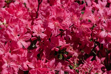 Flowering bush Rhododendron 'Roseum Elegans' (hybrid catawbiense) in landscape city park 