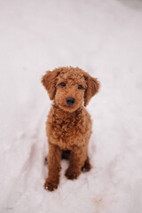 Pudel im Schnee Porträt