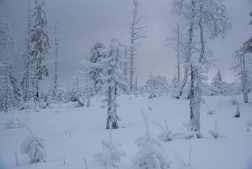 Winter landscape with covered snow trees