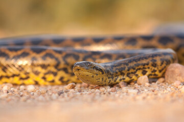 Yellow anaconda, eunectes notaeus, crawling in sand from low angle view and coming closer. Massive snake approaching from front in Mato Grosso, Brazil. Tropical reptile in nature.