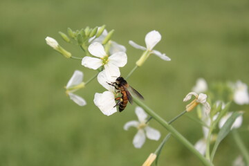 Closeup shot of honeybee collecting honey from flowes
