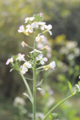 Closeup shot of radish flowers blooming in the garden